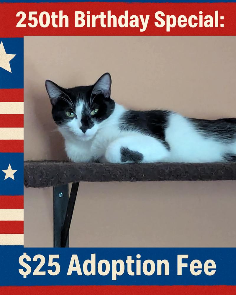 Enlarge Trinidad, a Adoptable mixed breed in Poplar Grove, IL image 2/2