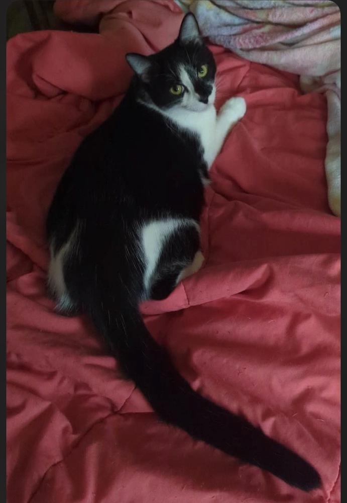Trinidad, Adoptable, Kitten Female Domestic Short Hair.