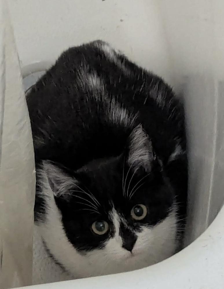 Enlarge Trinidad, a Adoptable mixed breed in Poplar Grove, IL image 2/2