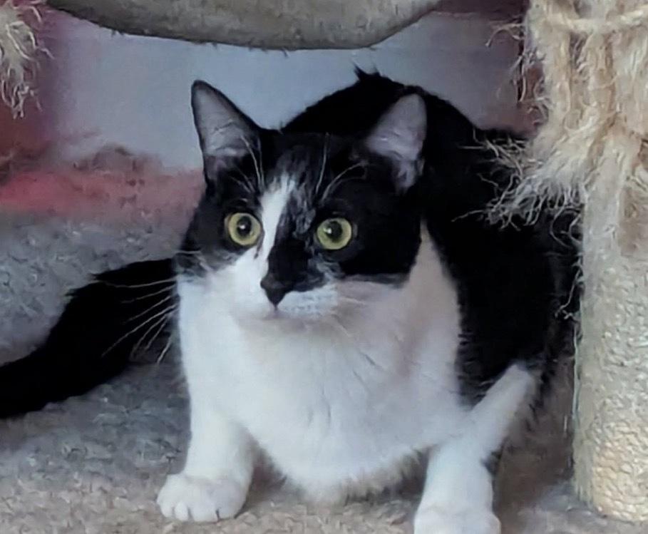 Enlarge Trinidad, a Adoptable mixed breed in Poplar Grove, IL image 3/3