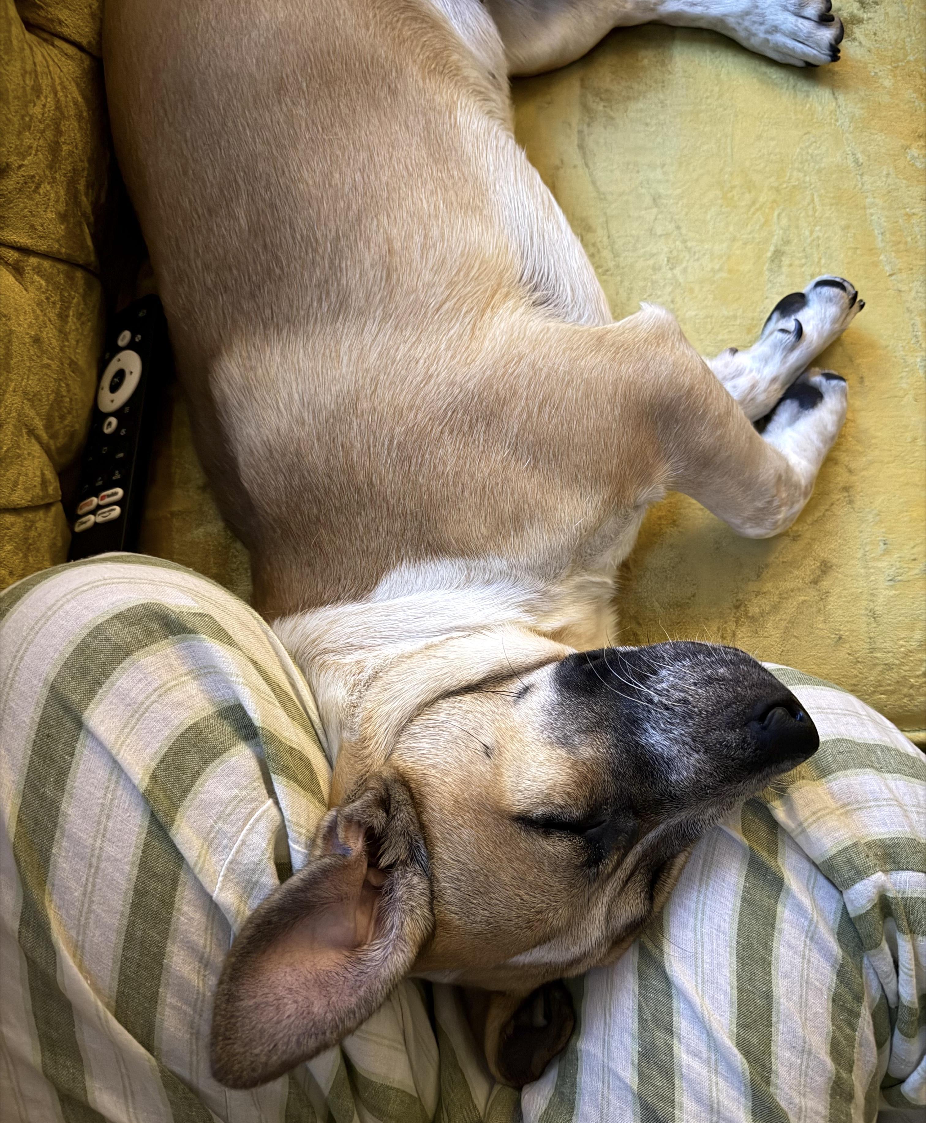 Enlarge Pauline, a Adoptable mixed breed in Brooklyn, NY image 2/6