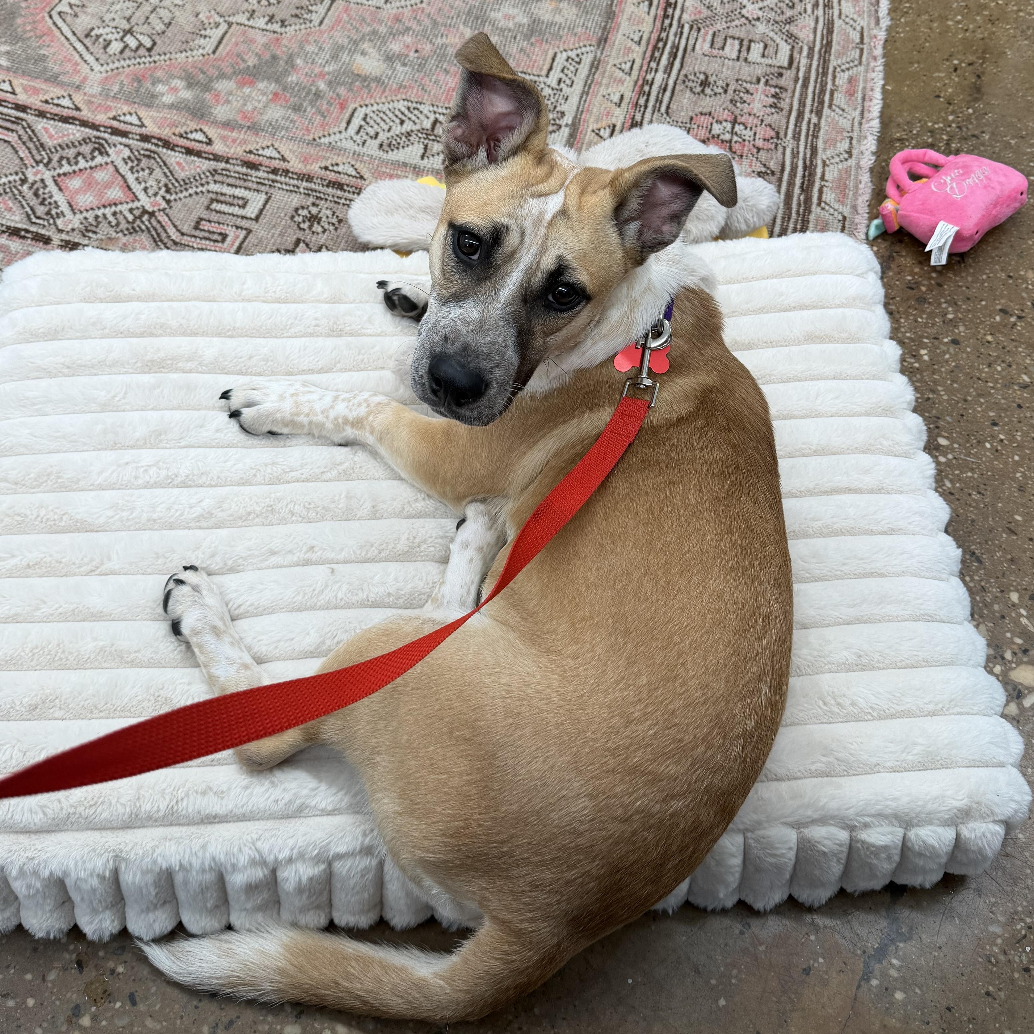 Pauline, Adoptable, Young Female Labrador Retriever & Dachshund.