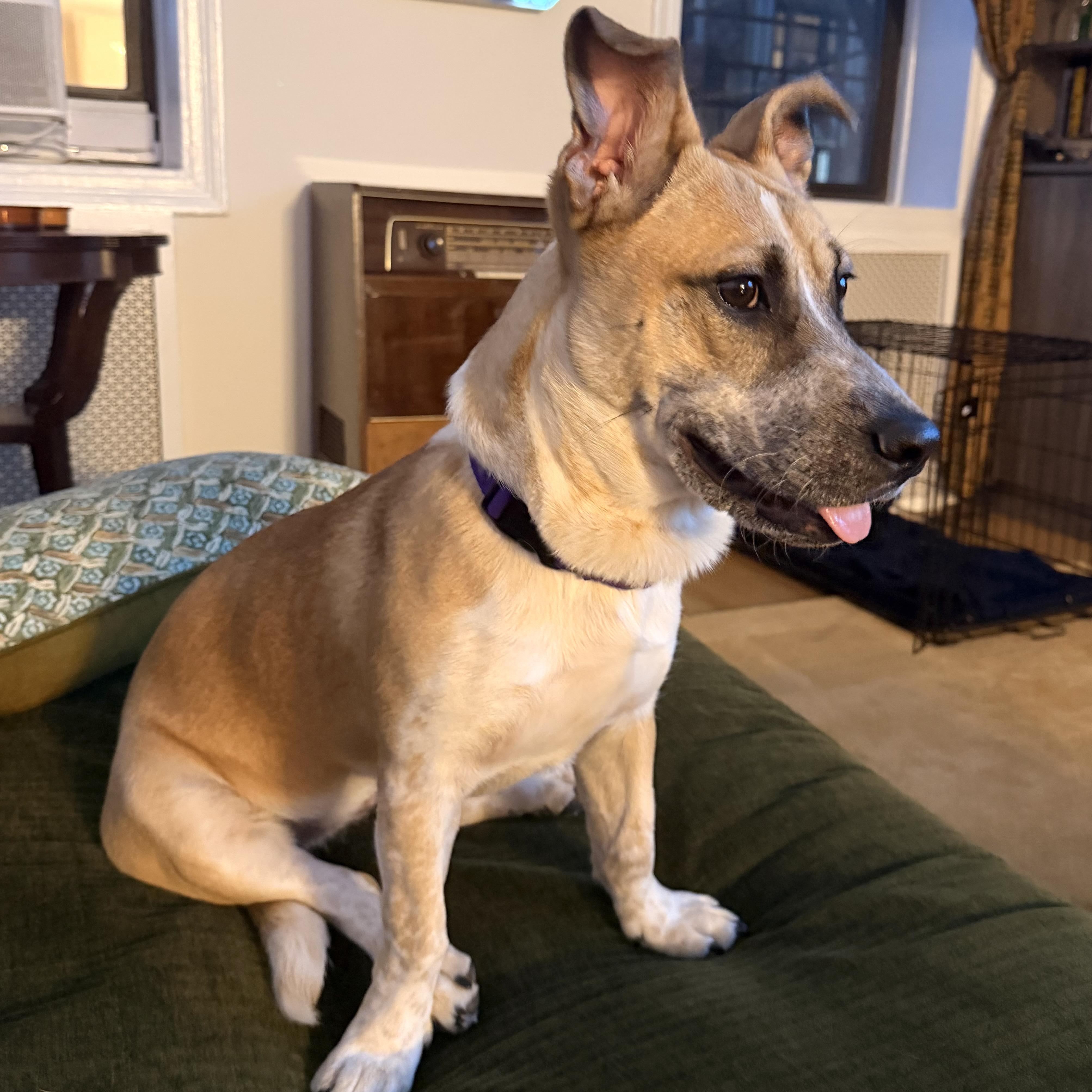 Enlarge Pauline, a Adoptable mixed breed in Brooklyn, NY image 3/6