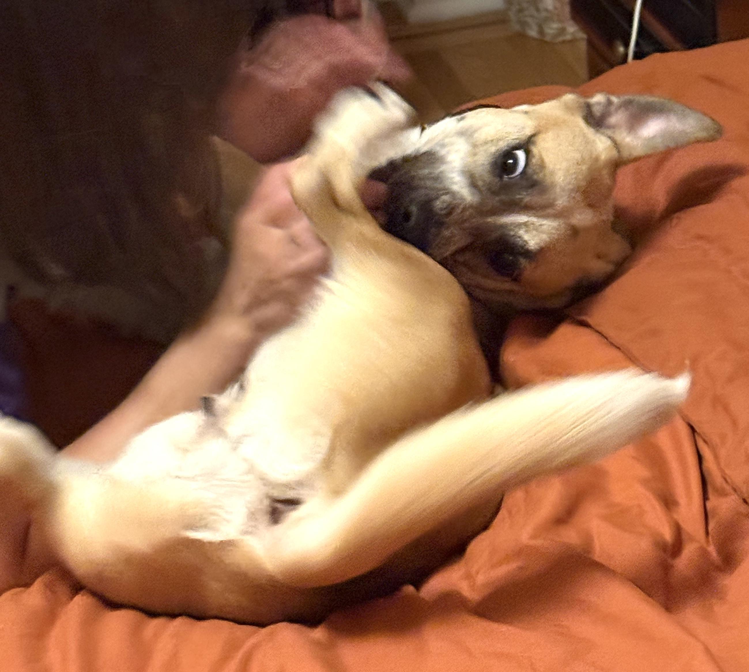 Enlarge Pauline, a Adoptable mixed breed in Brooklyn, NY image 5/6