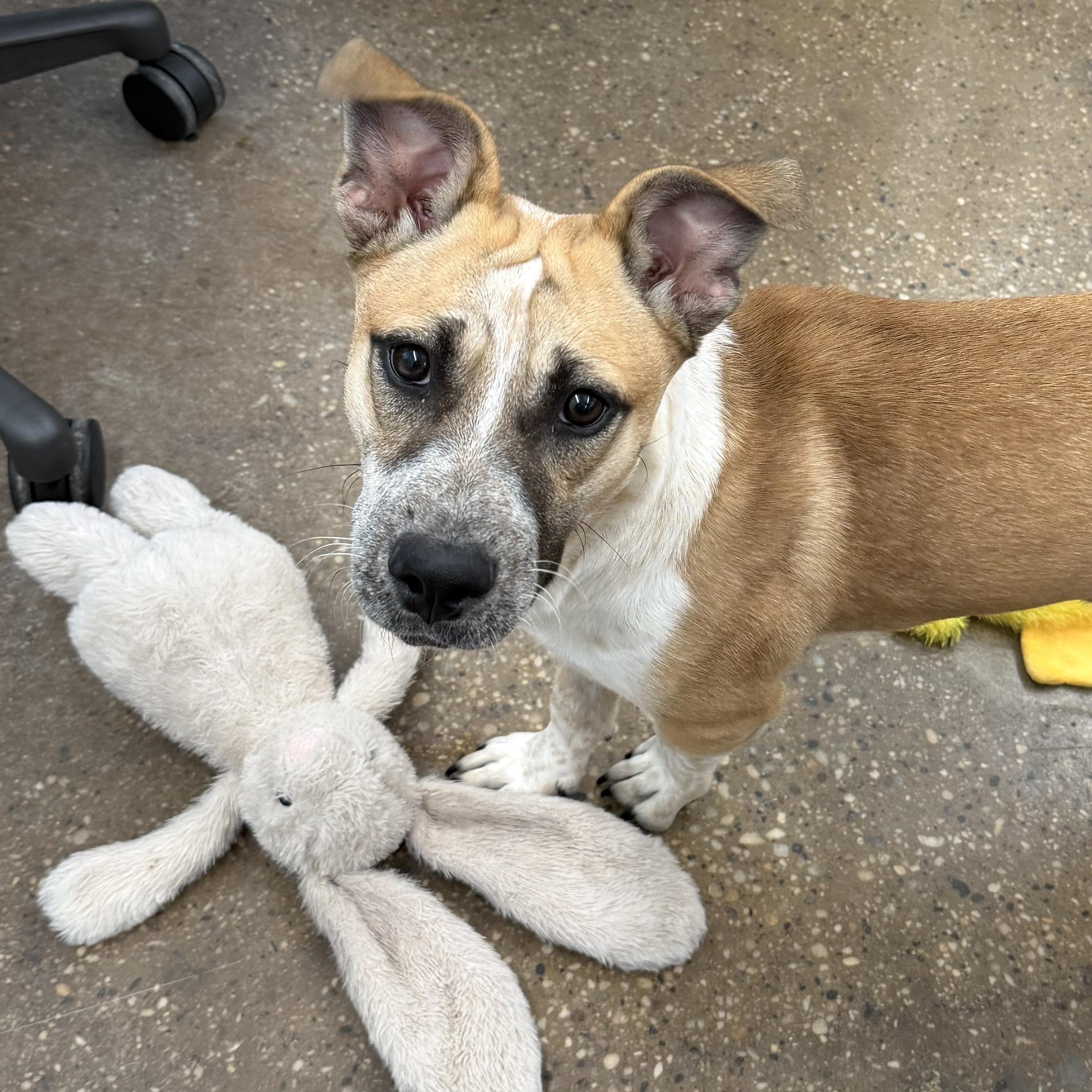 Enlarge Pauline, a Adoptable mixed breed in Brooklyn, NY image 6/6