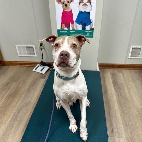 Enlarge Max, a ADOPTABLE mixed breed in Lyndhurst, NJ image 2/5