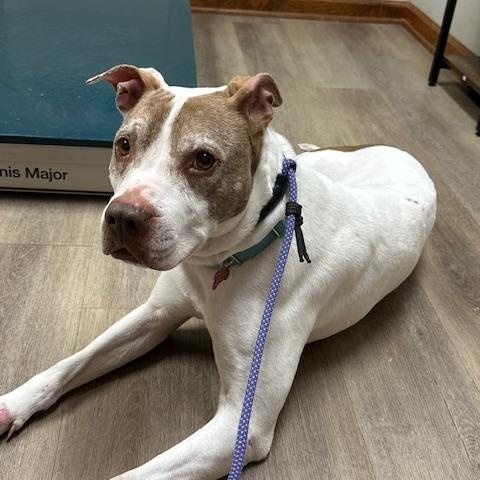 Enlarge Max, a ADOPTABLE mixed breed in Lyndhurst, NJ image 4/5