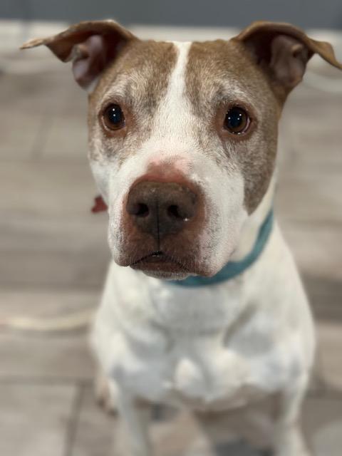 Enlarge Max, a ADOPTABLE mixed breed in Lyndhurst, NJ image 1/5