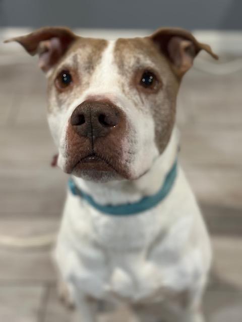 Enlarge Max, a ADOPTABLE mixed breed in Lyndhurst, NJ image 3/5