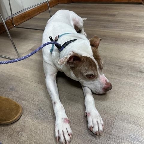 Enlarge Max, a ADOPTABLE mixed breed in Lyndhurst, NJ image 5/5