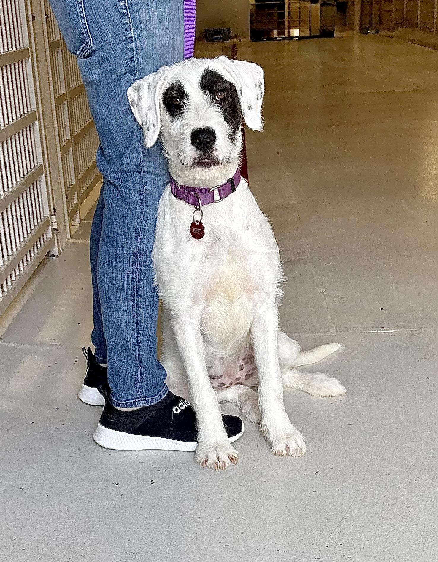Blondie arriving 6/17, Baby Female Great Dane