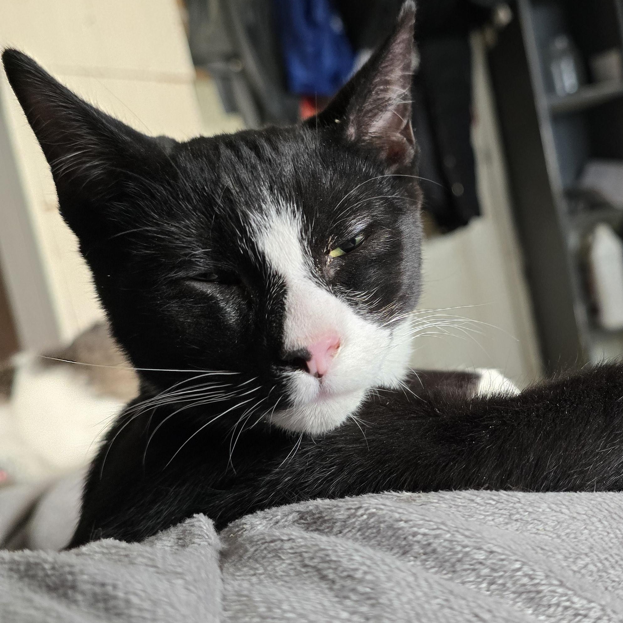 Whiskers, a Adoptable Tuxedo in Staten Island, NY image 4/4