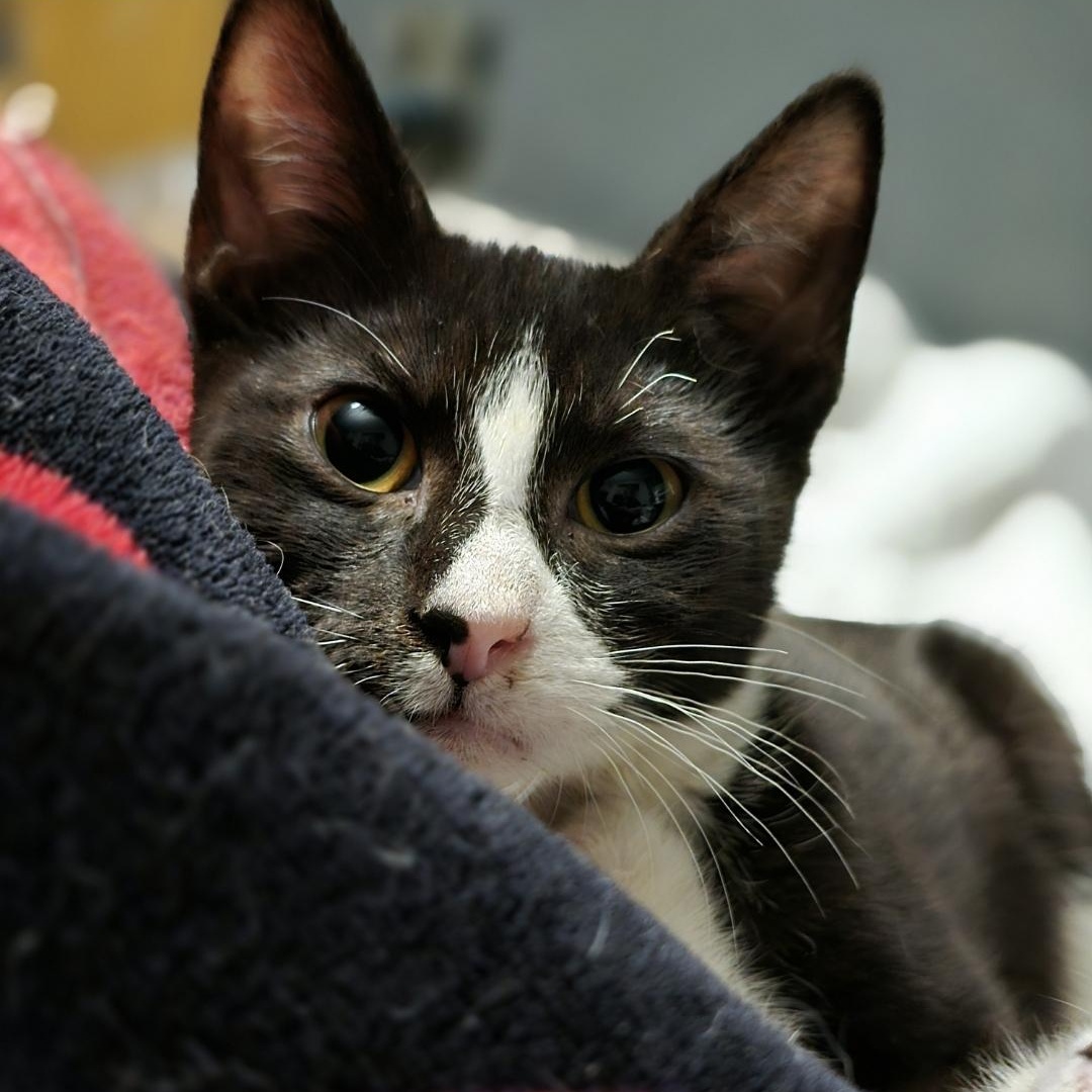 Whiskers, a Adoptable Tuxedo in Staten Island, NY image 2/4