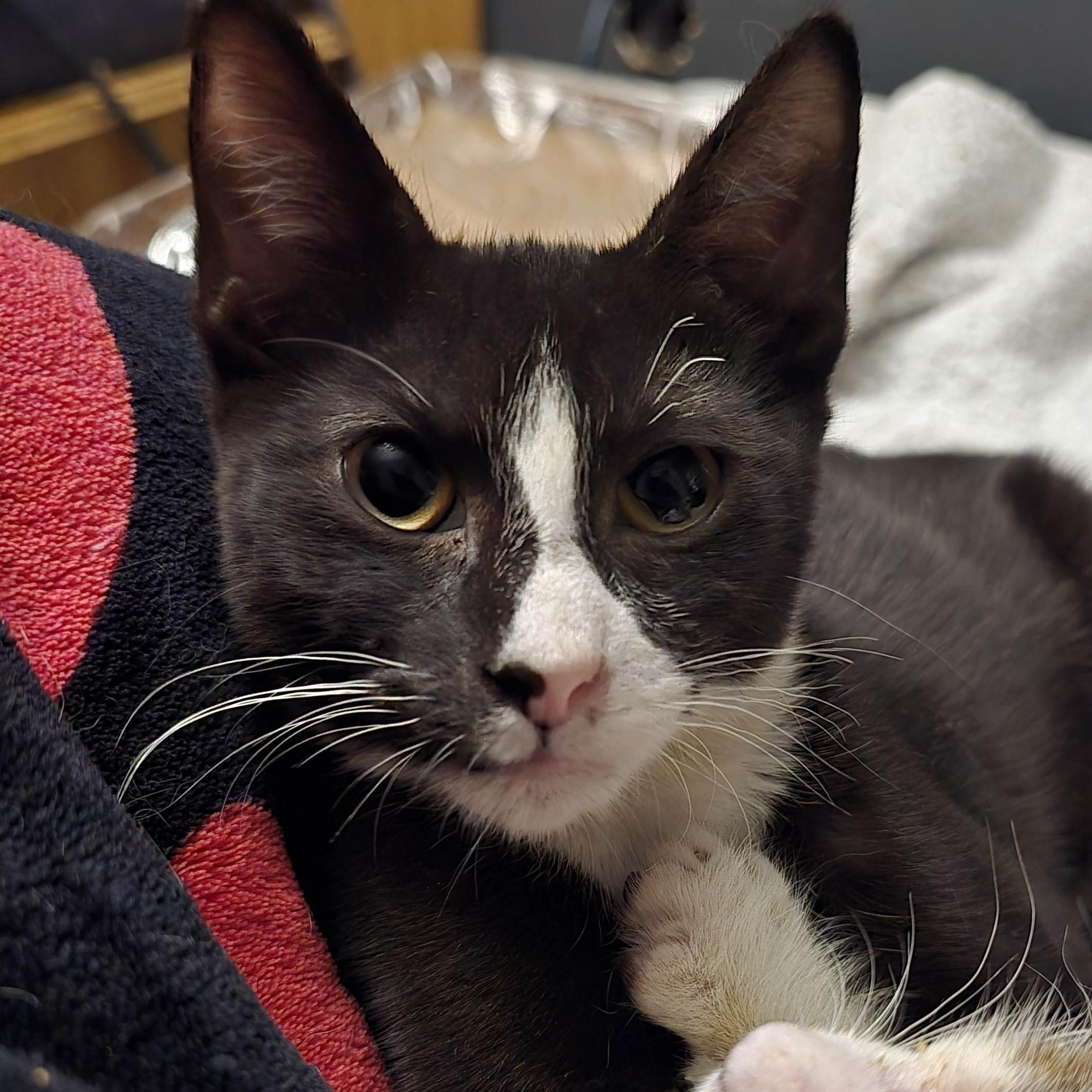 Whiskers, Adoptable, Kitten Male Tuxedo.