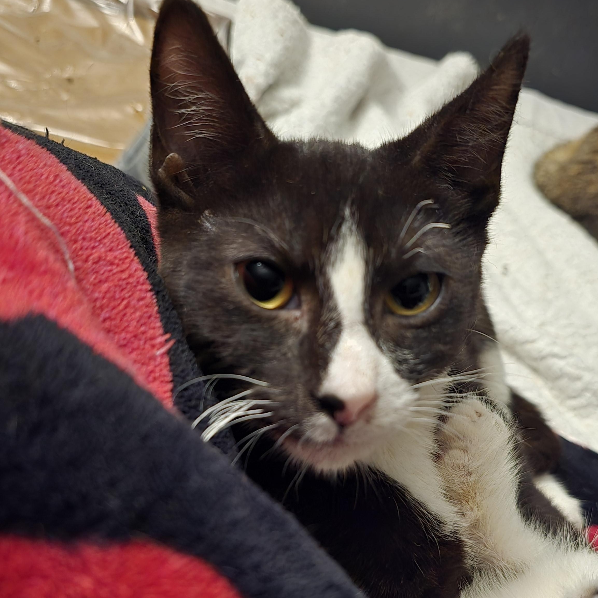 Whiskers, a Adoptable Tuxedo in Staten Island, NY image 3/4