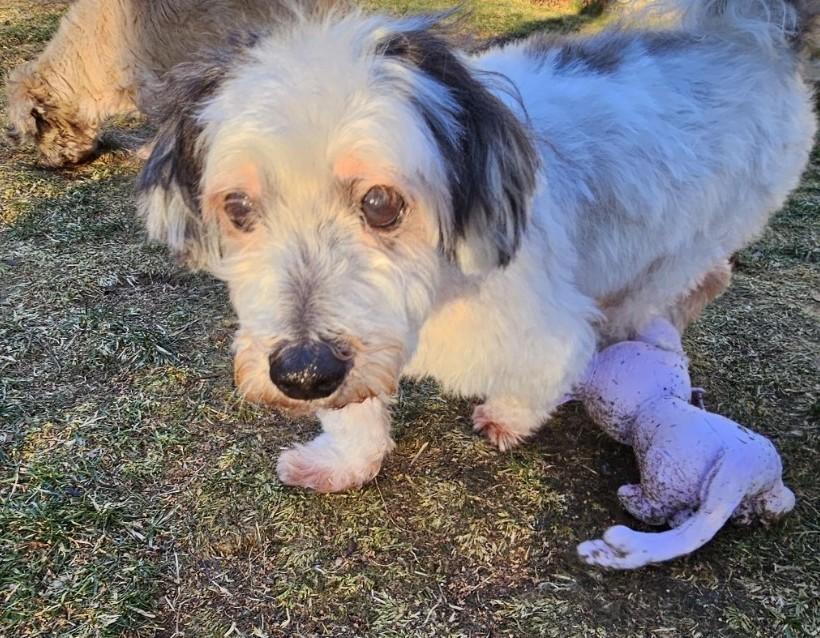 Enlarge Dexter, a ADOPTABLE mixed breed in Wharton, NJ image 3/5