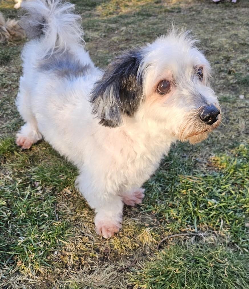 Enlarge Dexter, a ADOPTABLE mixed breed in Wharton, NJ image 1/5