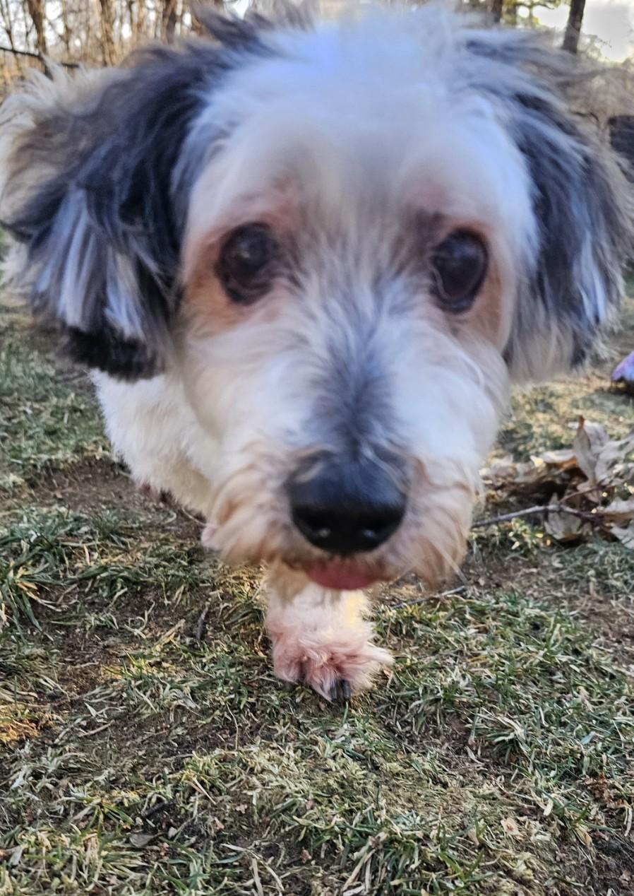 Enlarge Dexter, a ADOPTABLE mixed breed in Wharton, NJ image 2/5