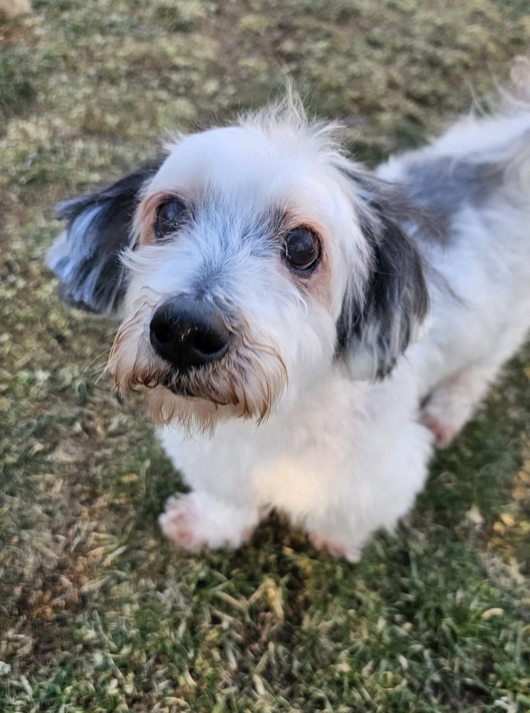 Enlarge Dexter, a ADOPTABLE mixed breed in Wharton, NJ image 4/5