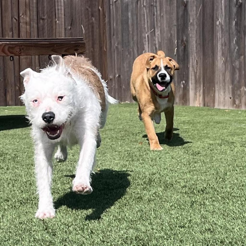 Winnie, Adoptable, Adult Female American Staffordshire Terrier.