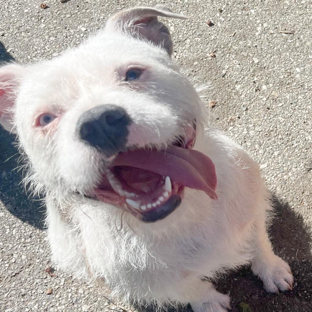 Enlarge Winnie, a Adoptable American Staffordshire Terrier in Lompoc, CA image 2/6