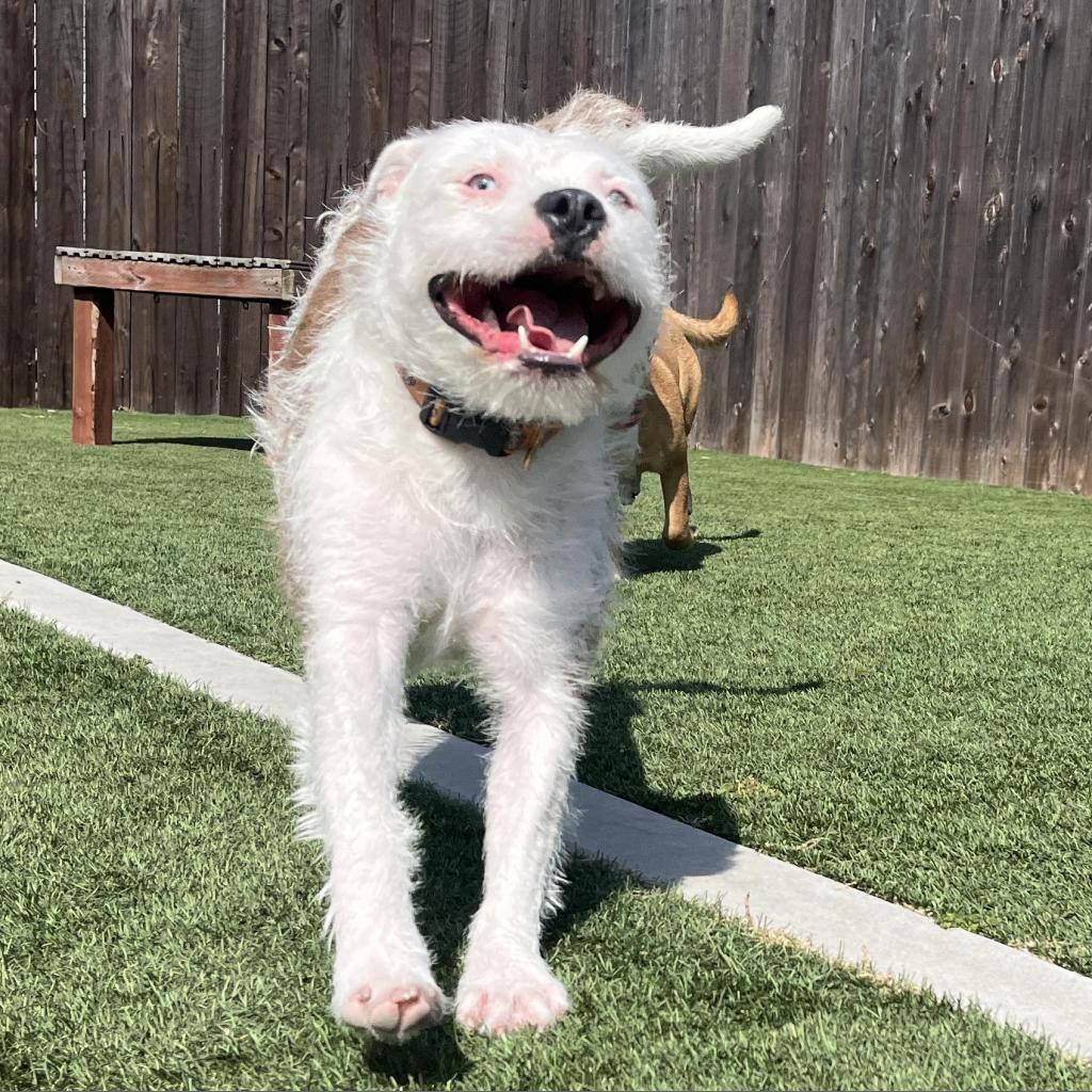 Enlarge Winnie, a Adoptable American Staffordshire Terrier in Lompoc, CA image 3/6