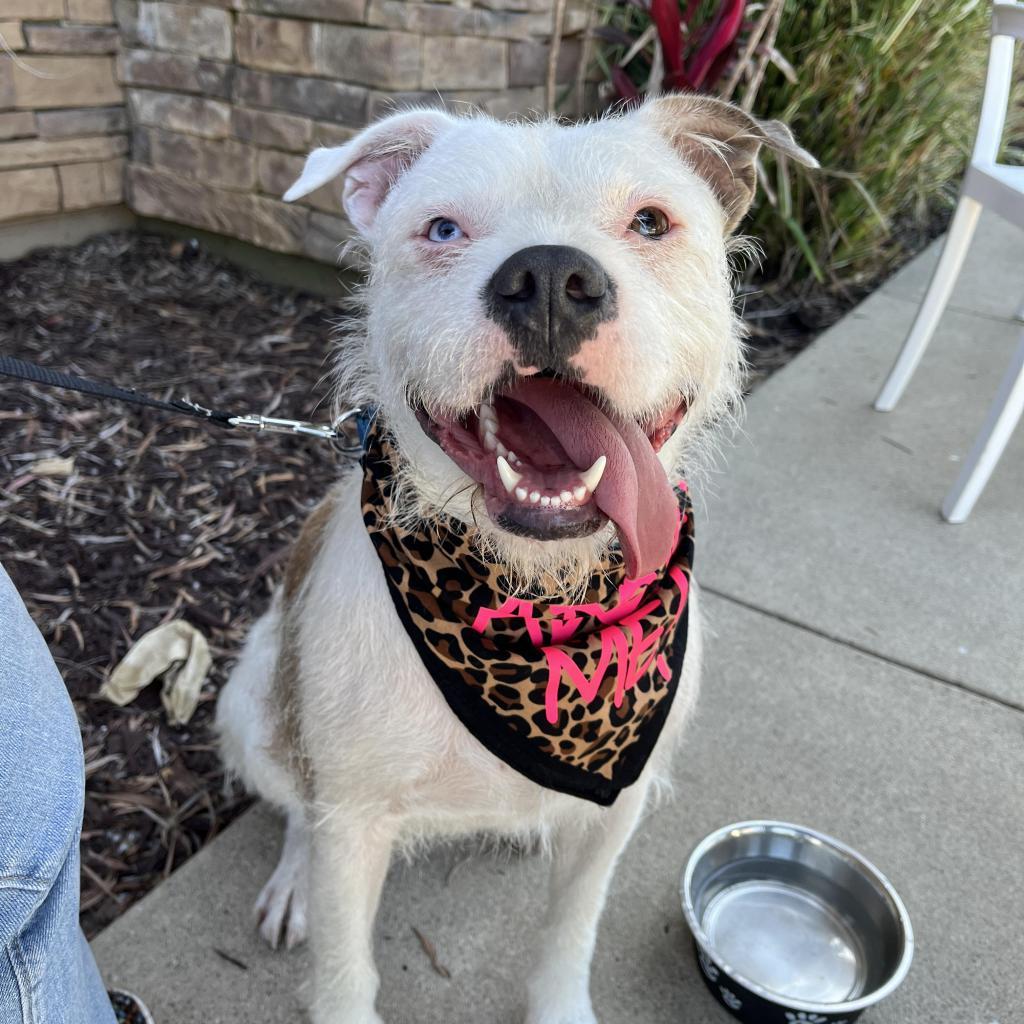 Enlarge Winnie, a Adoptable American Staffordshire Terrier in Lompoc, CA image 4/6