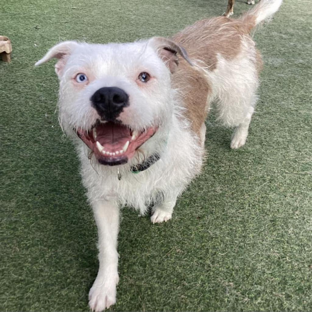 Enlarge Winnie, a Adoptable American Staffordshire Terrier in Lompoc, CA image 5/6