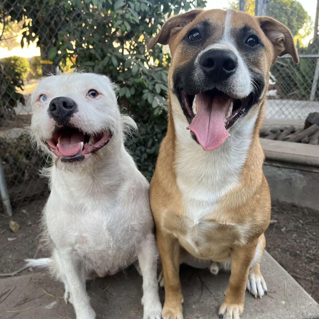Enlarge Winnie, a Adoptable American Staffordshire Terrier in Lompoc, CA image 6/6