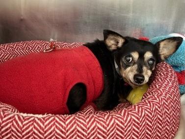 Chapita, Adoptable, Senior Female Miniature Pinscher.