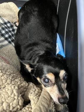 Enlarge Chapita, a Adoptable mixed breed in Wingdale, NY image 2/2