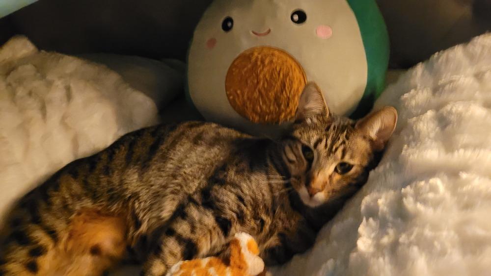 Cocoa**Courtesy Post, Adoptable, Young Male Domestic Short Hair.