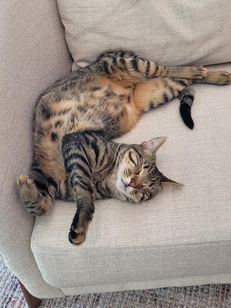 Enlarge Cocoa**Courtesy Post, a Adoptable mixed breed in Elmsford, NY image 2/3