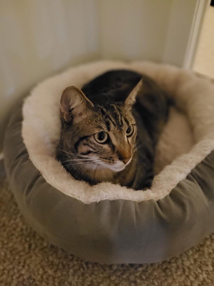 Enlarge Cocoa**Courtesy Post, a Adoptable mixed breed in Elmsford, NY image 3/3