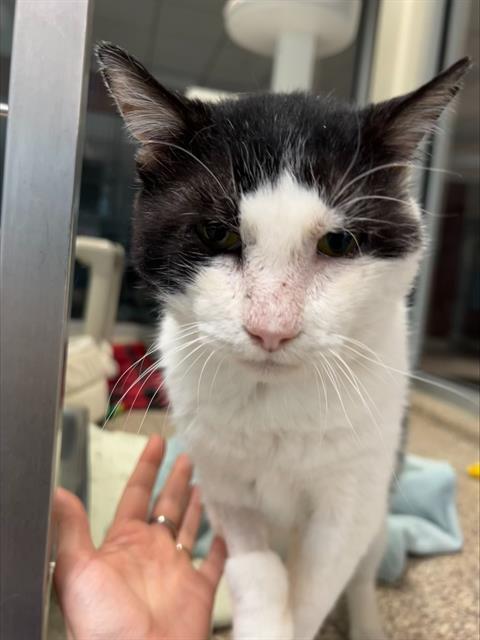 WACO - FIV+, Adoptable, Adult Male Domestic Short Hair.