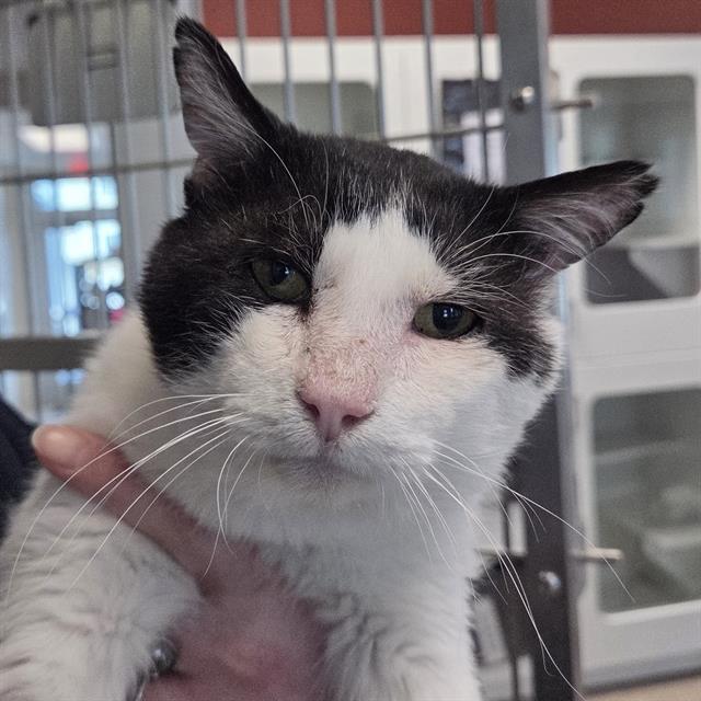 WACO - FIV+, Adoptable, Adult Male Domestic Short Hair.