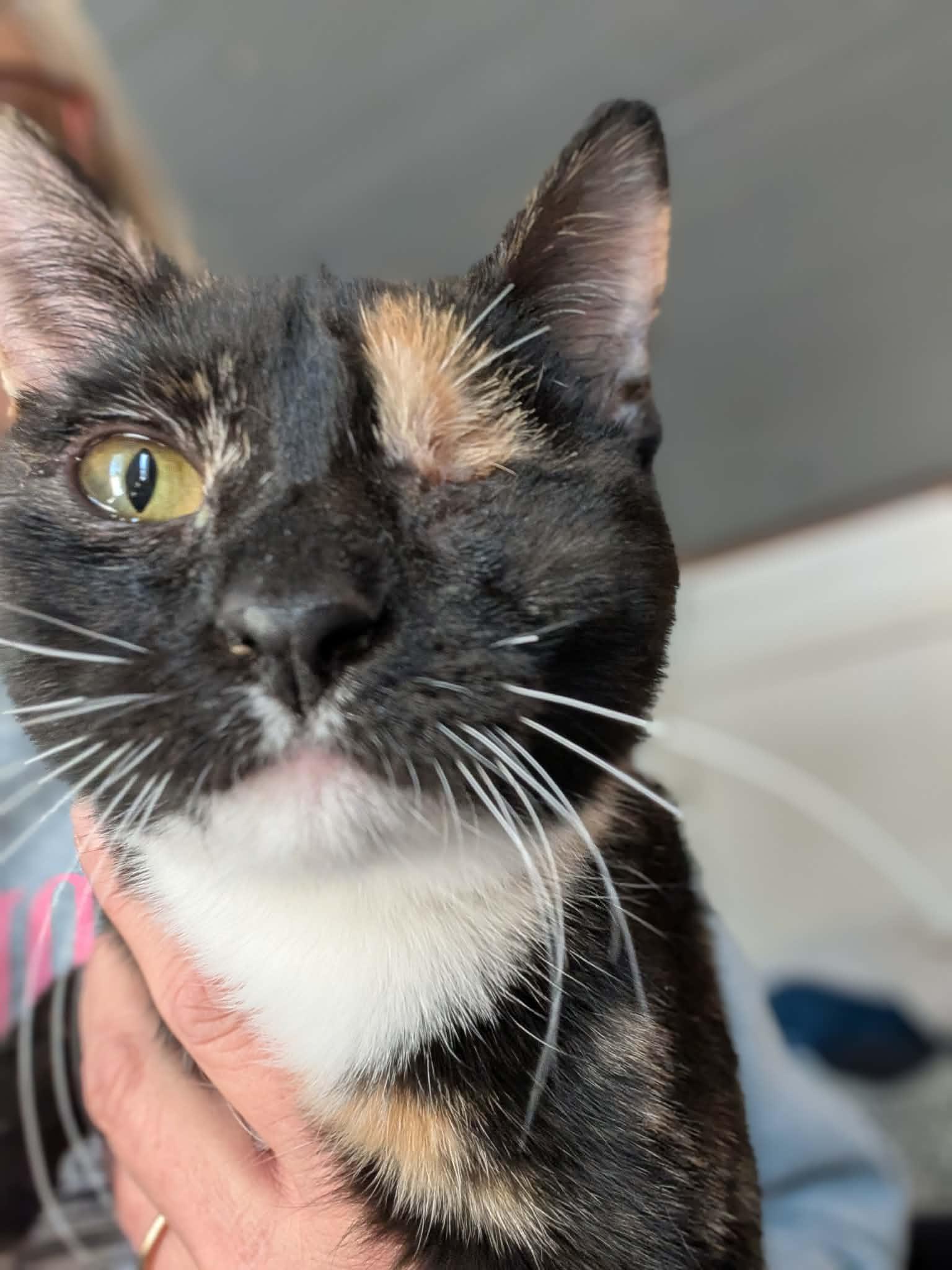 Mary (NT-Fostered in TN), ADOPTABLE, Kitten Female Calico & Tortoiseshell.