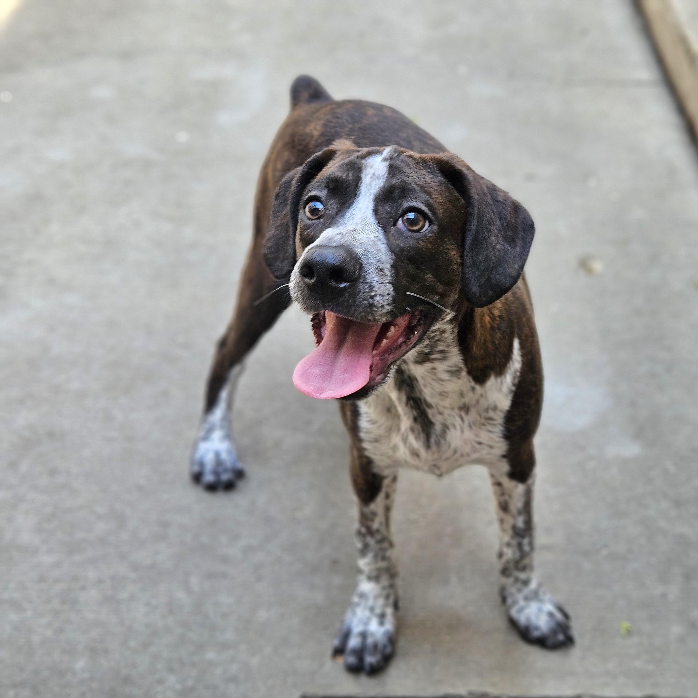 Swiss, ADOPTABLE, Puppy Male Boston Terrier & Beagle.