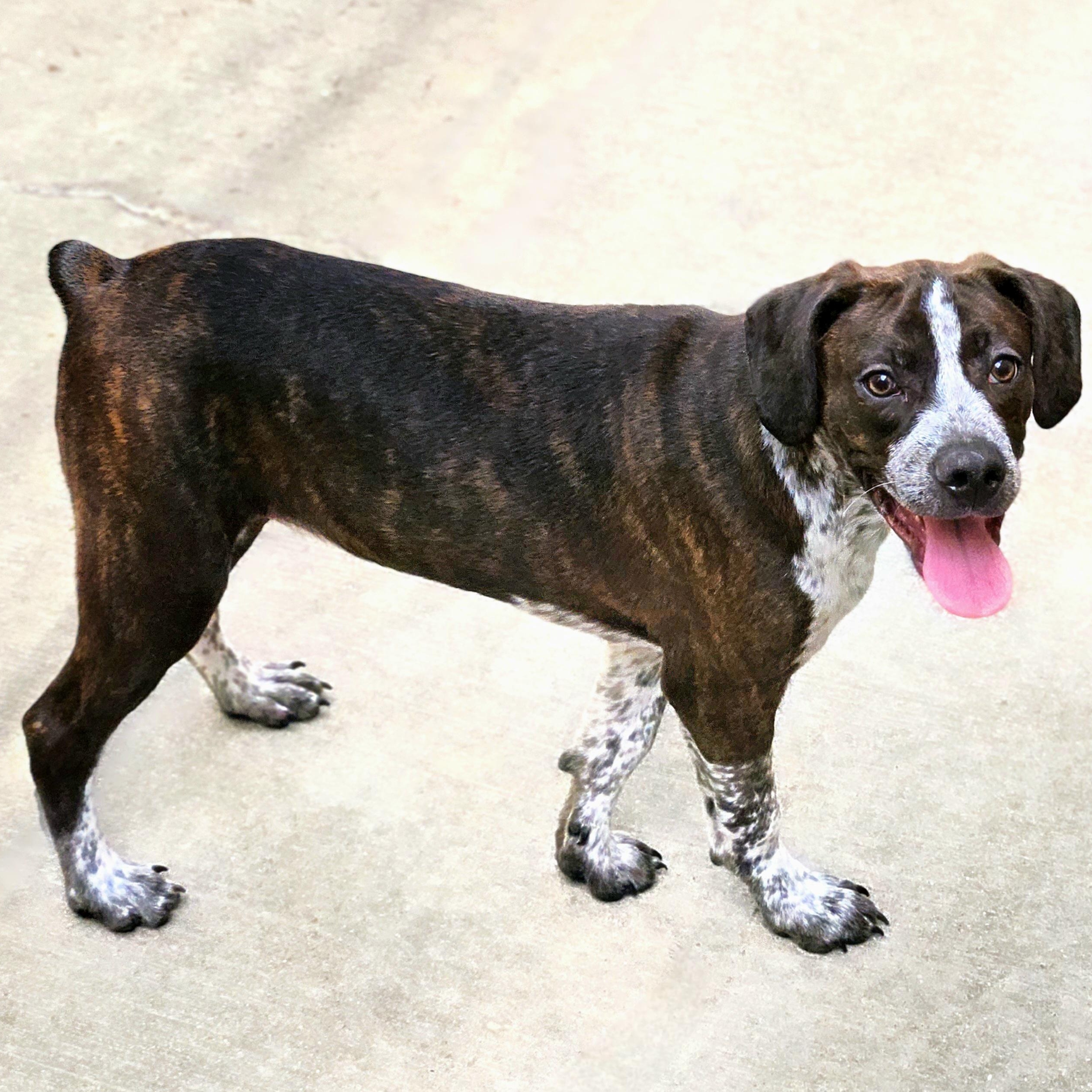 Enlarge Swiss, a ADOPTABLE mixed breed in Chicago, IL image 5/6