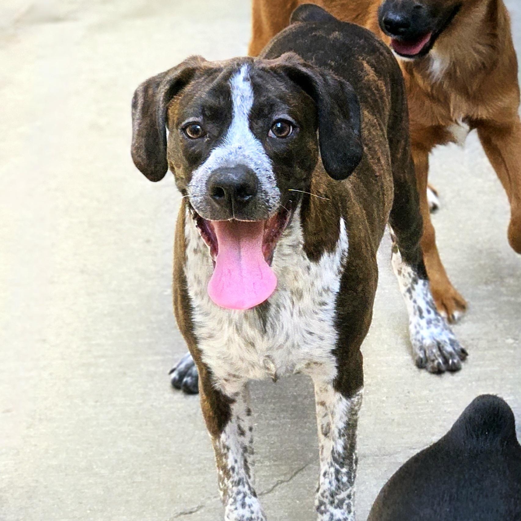 Enlarge Swiss, a ADOPTABLE mixed breed in Chicago, IL image 2/6