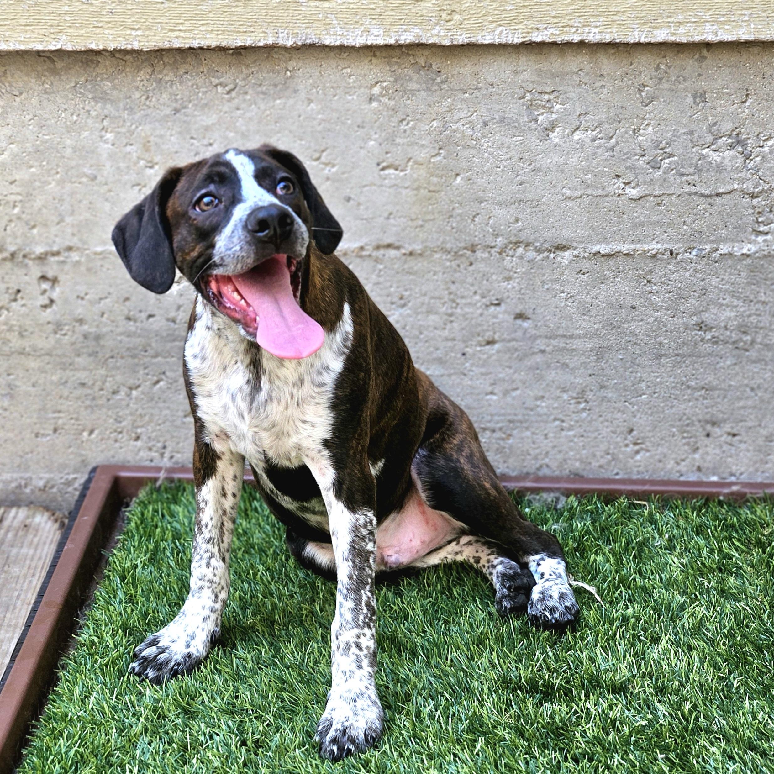 Enlarge Swiss, a ADOPTABLE mixed breed in Chicago, IL image 6/6