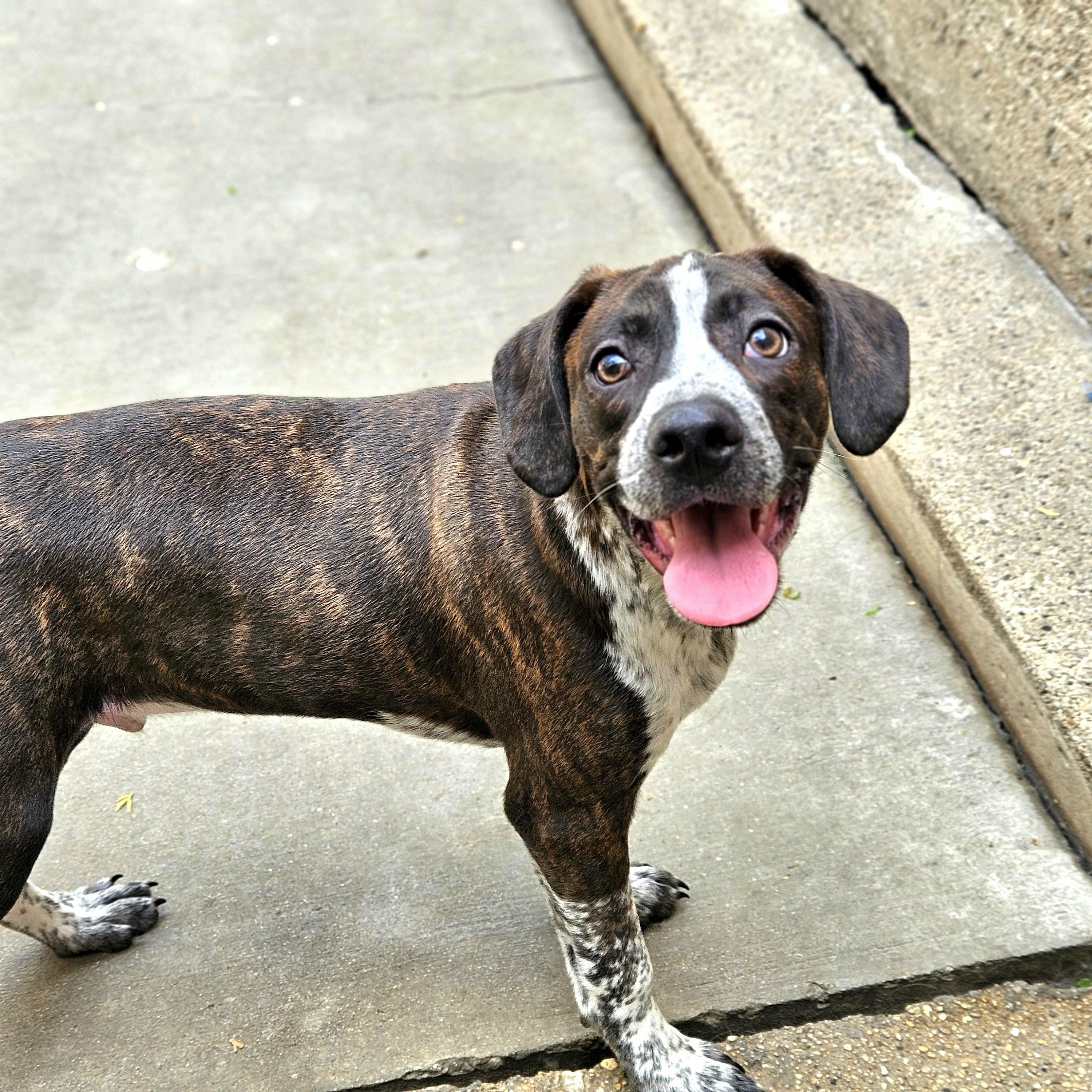 Enlarge Swiss, a ADOPTABLE mixed breed in Chicago, IL image 3/6