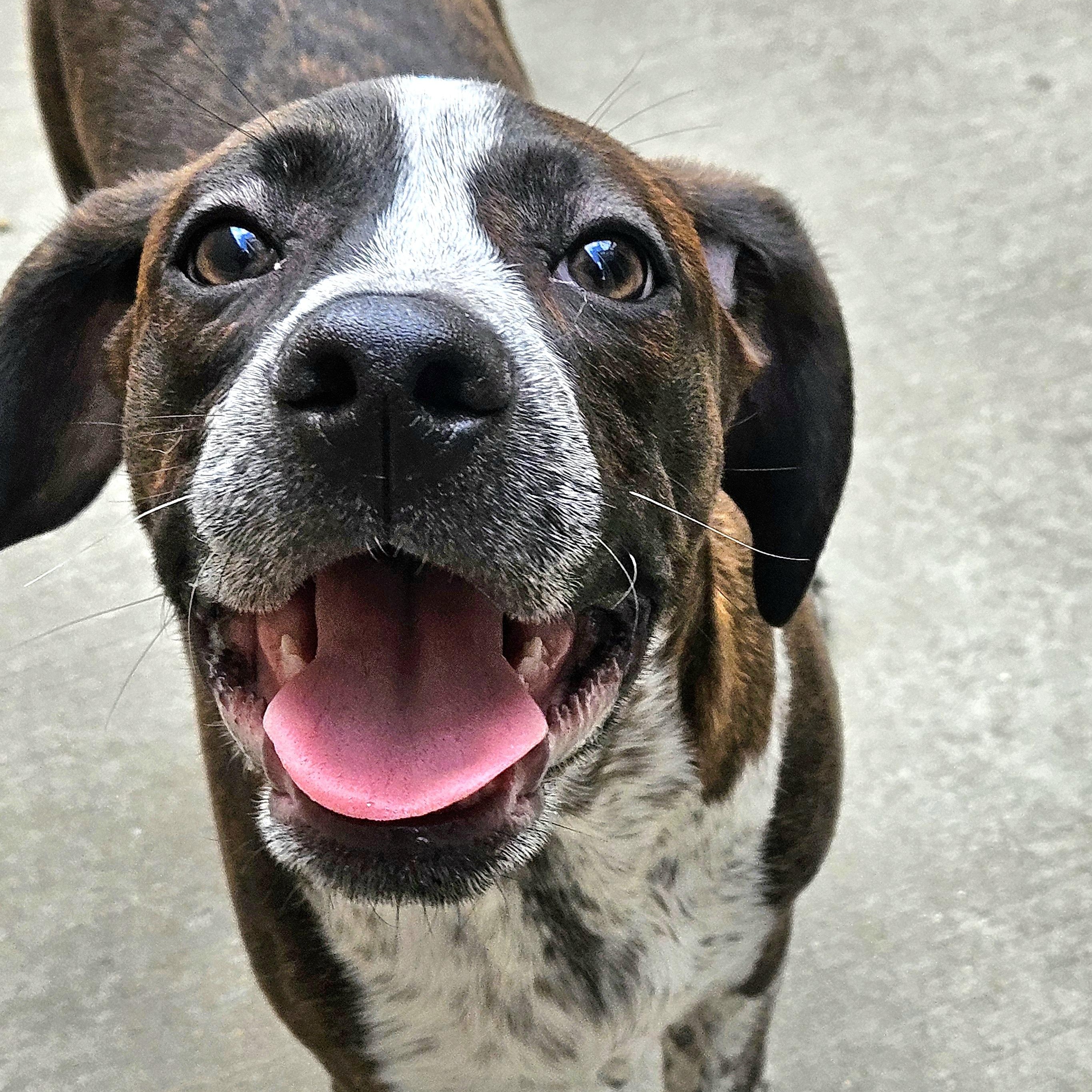 Enlarge Swiss, a ADOPTABLE mixed breed in Chicago, IL image 4/6