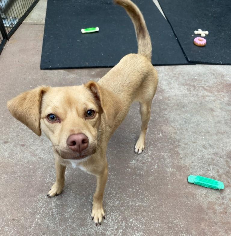 Rip, a Adoptable Chiweenie in Burgaw, NC image 2/4