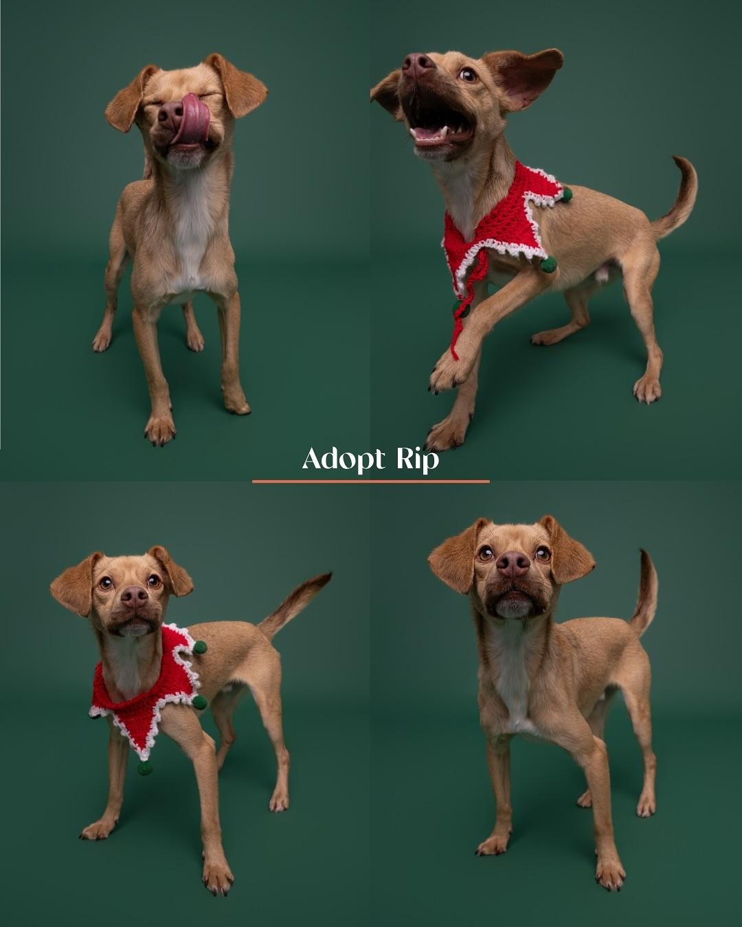 Rip, a Adoptable Chiweenie in Burgaw, NC image 1/4