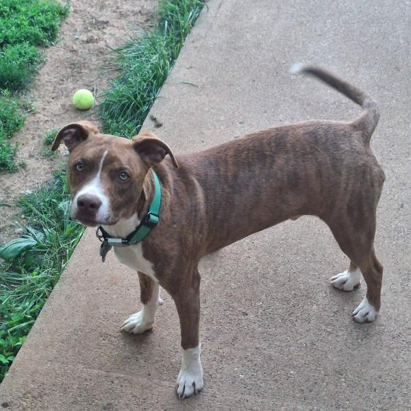 Patrick, an adopted mixed breed in Sulphur, KY image 3/4