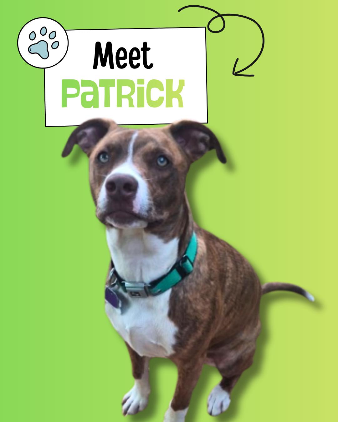 Patrick, adopted, Young Male Border Collie.