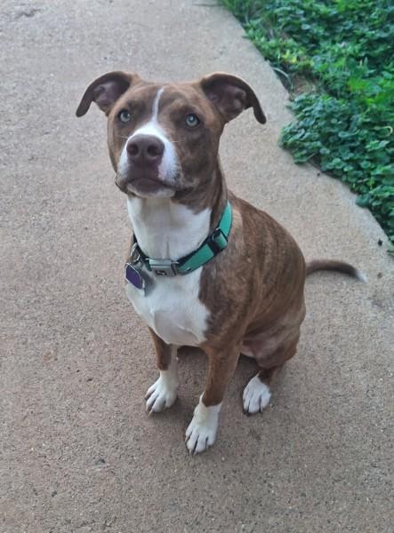 Patrick, an adopted mixed breed in Sulphur, KY image 4/4
