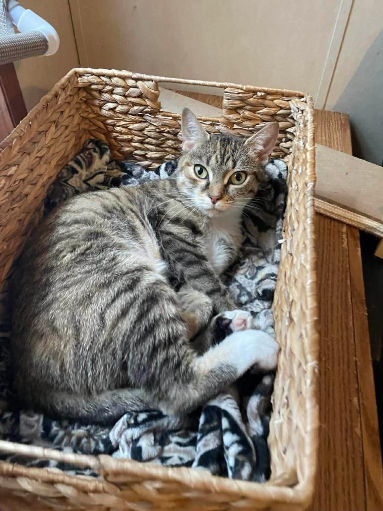 Sweet Face, Adoptable, Young Female Domestic Short Hair.