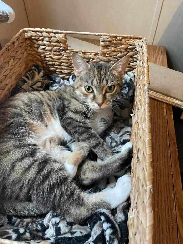 Sweet Face, a Adoptable mixed breed in Parsons, WV image 2/4